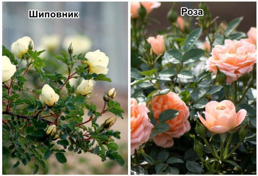 Как отличить розу от шиповника по листьям и другим признакам