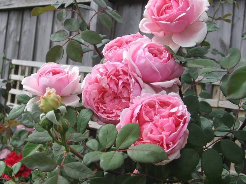 Выращивание английской сортовой розы херитейдж: как ухаживать за «остинкой»
