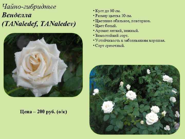 Белая роза анастасия: описание чайно-гибридной красавицы с фото и отзывами о выращивании