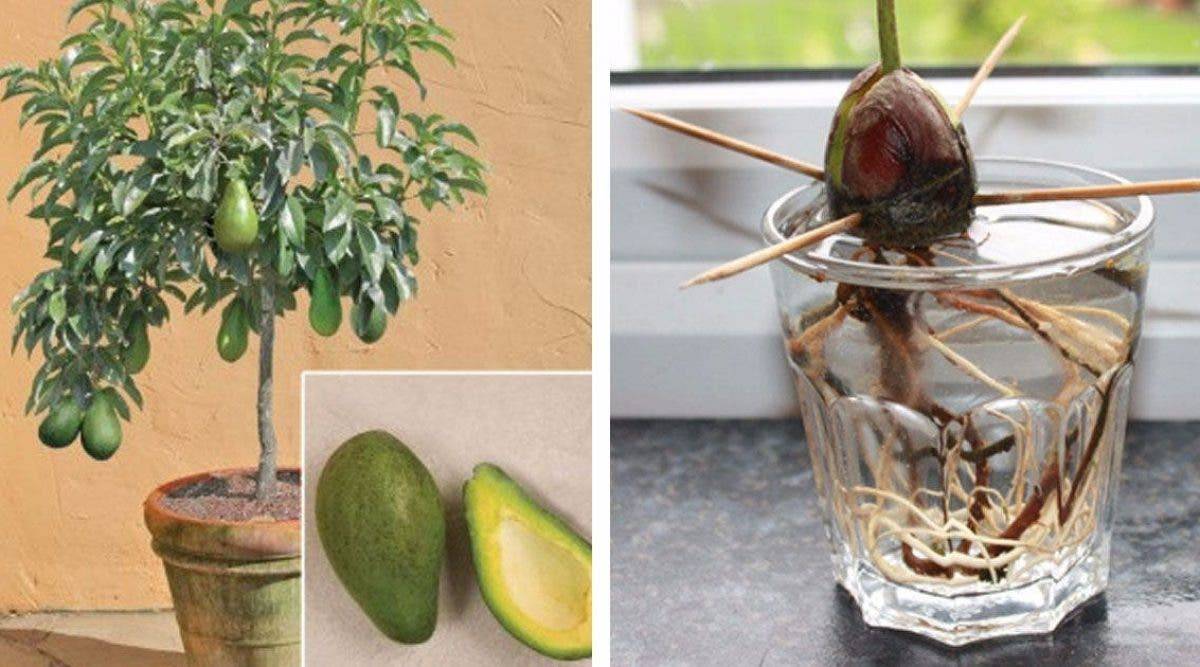Как вырастить авокадо из косточки у себя дома