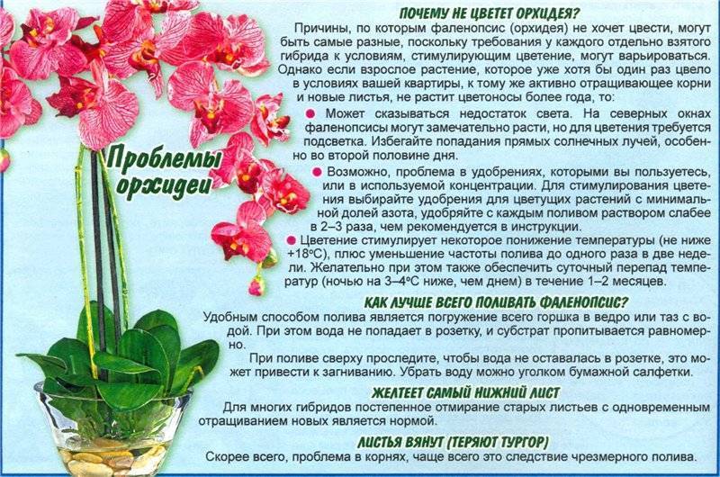 Орхидея фаленопсис: уход в домашних условиях, пересадка и размножение, правила полива - sadovnikam.ru