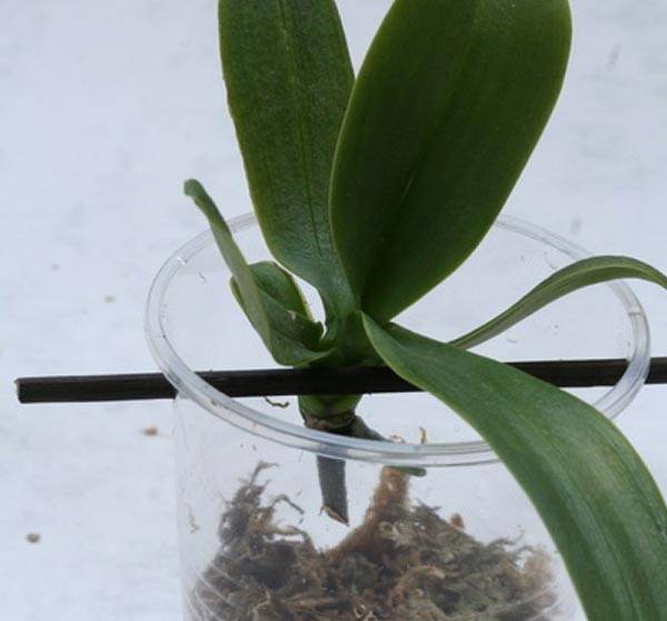 Алгоритм к действию — как посадить орхидею в домашних условиях?