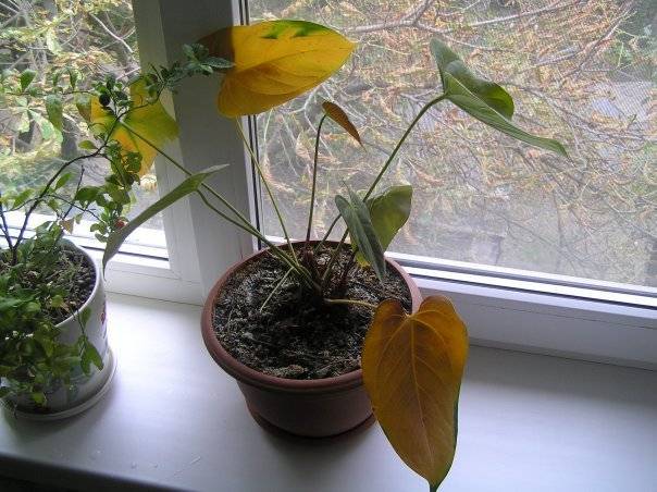 Почему у антуриума сохнут и желтеют листья - причины, фото, что делать | саженец.ру