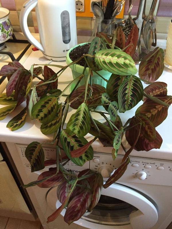 Маранта: уход в домашних условиях за растением с эффектной листвой