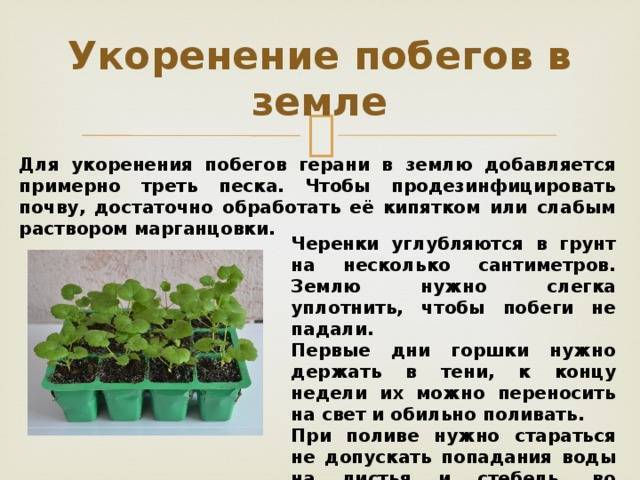Как размножить пеларгонию черенками и сформировать из них красивый куст на supersadovnik.ru