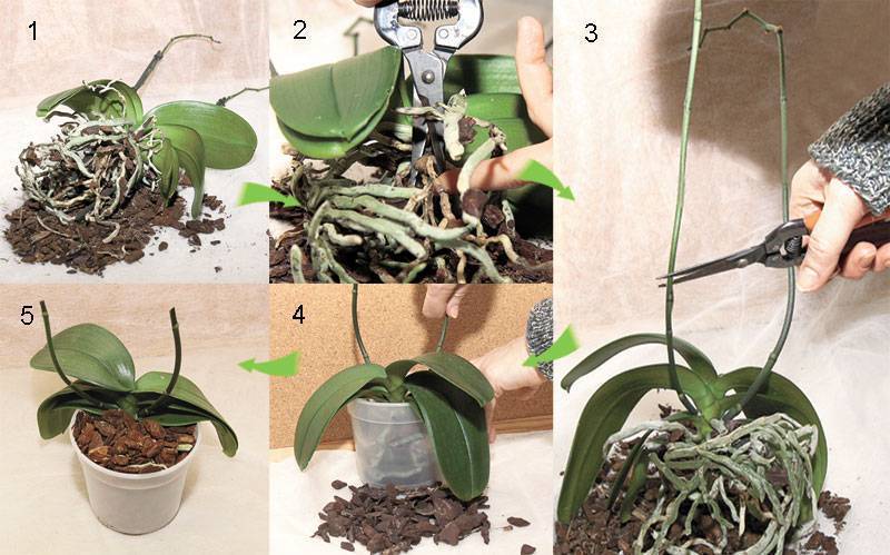 Как заставить орхидею цвести в домашних условиях: полезные советы