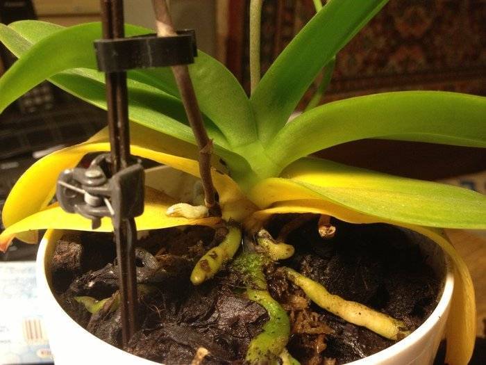 Почему у орхидеи желтеют листья, что делать для лечения цветка