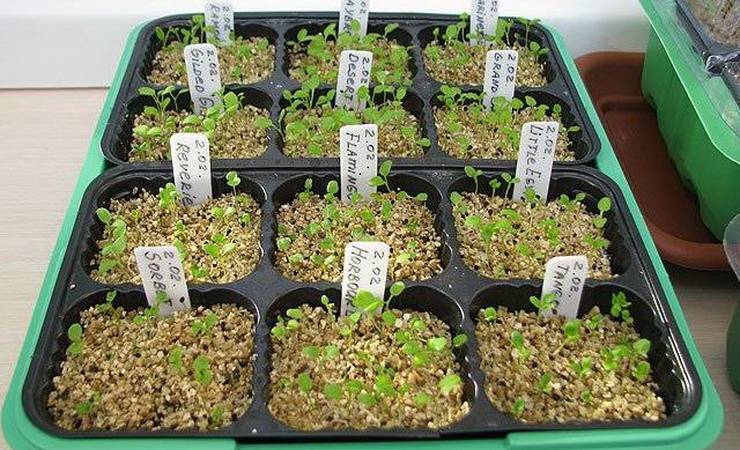 Как выращивать примулы многолетние в открытом грунте