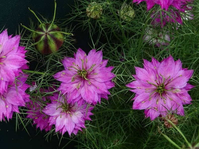 Нигелла: описание однолетнего растения, фото цветов, особенности размножения, посадка и уход