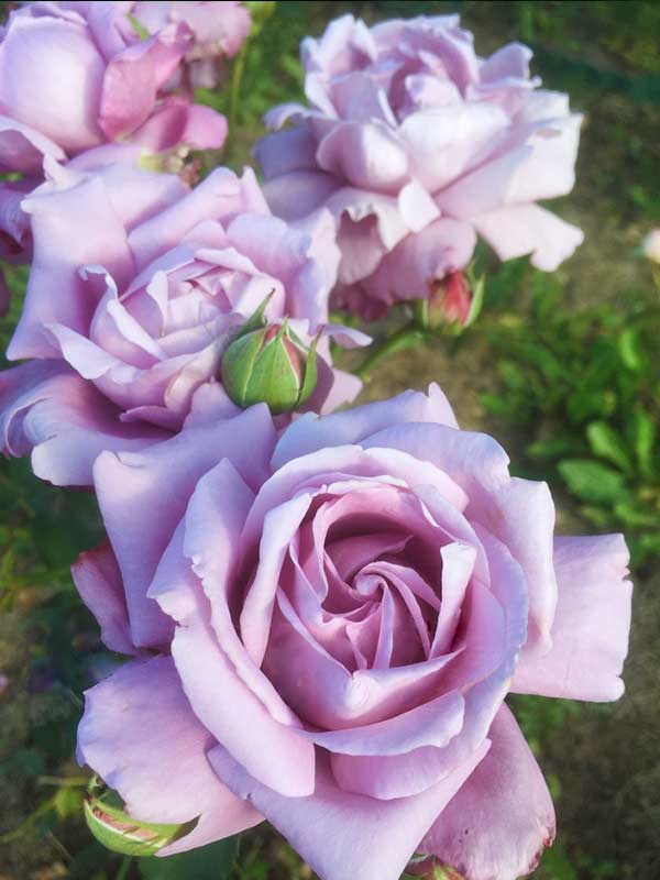 Роза чайно-гибридная. уход, выращивание. сорта. цветок. фото. — ботаничка