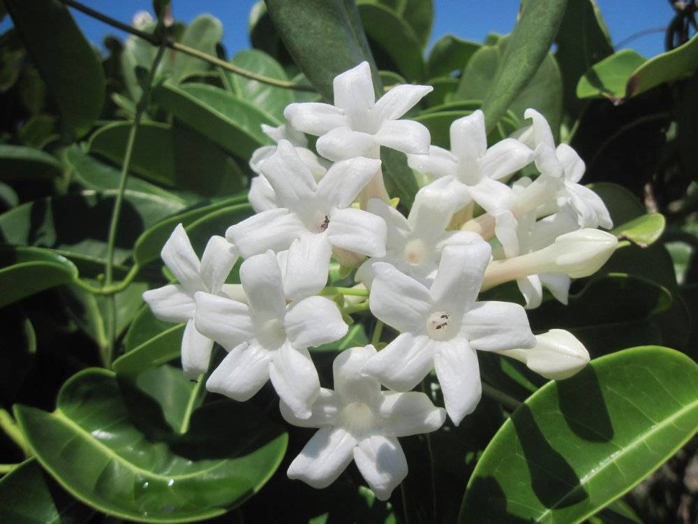 Стефанотис (мадагаскарский жасмин)- уход и выращивание в домашних условиях