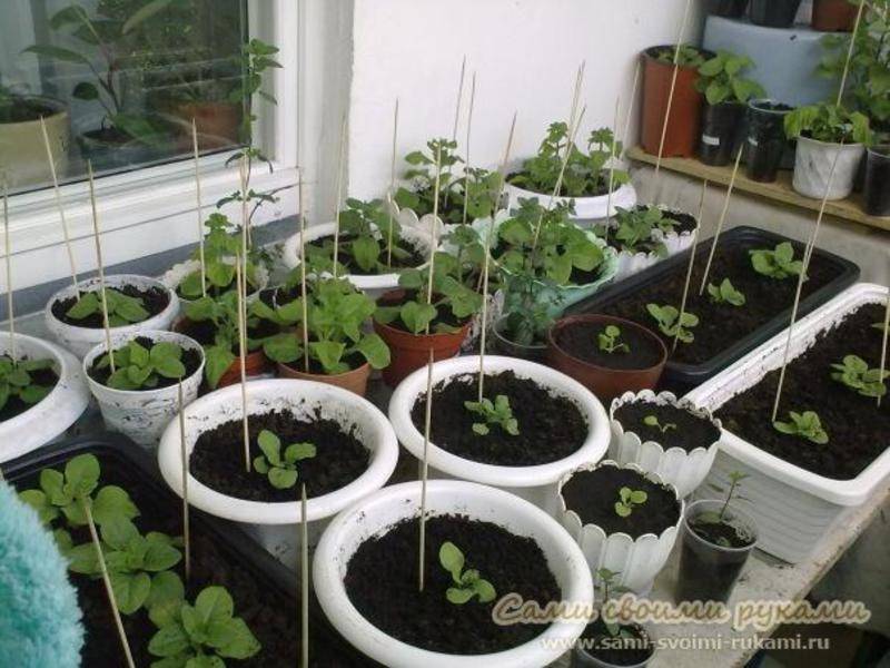 Петунии на балконе: как вырастить лучшие сорта в горшках и контейнерах