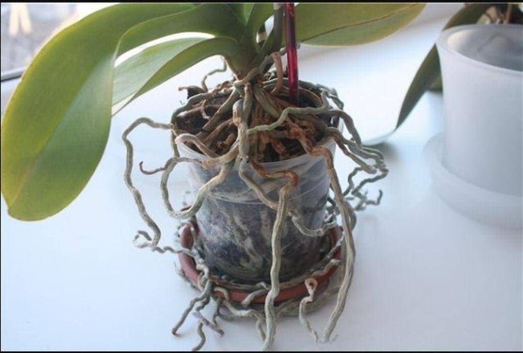 Что делать с воздушными корнями орхидеи: причина появления и значение для растения + распространенные проблемы
