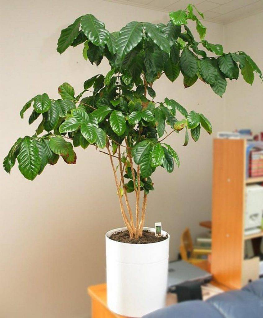 Как вырастить кофейное дерево своими руками? комнатное кофейное дерево