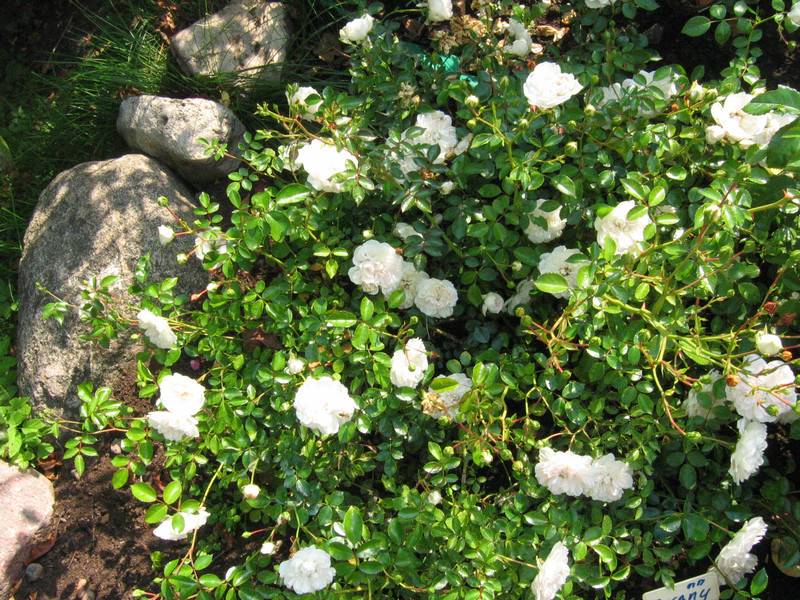Как правильно выращивать почвопокровные розы — посадка, подкормка, обрезка и размножение