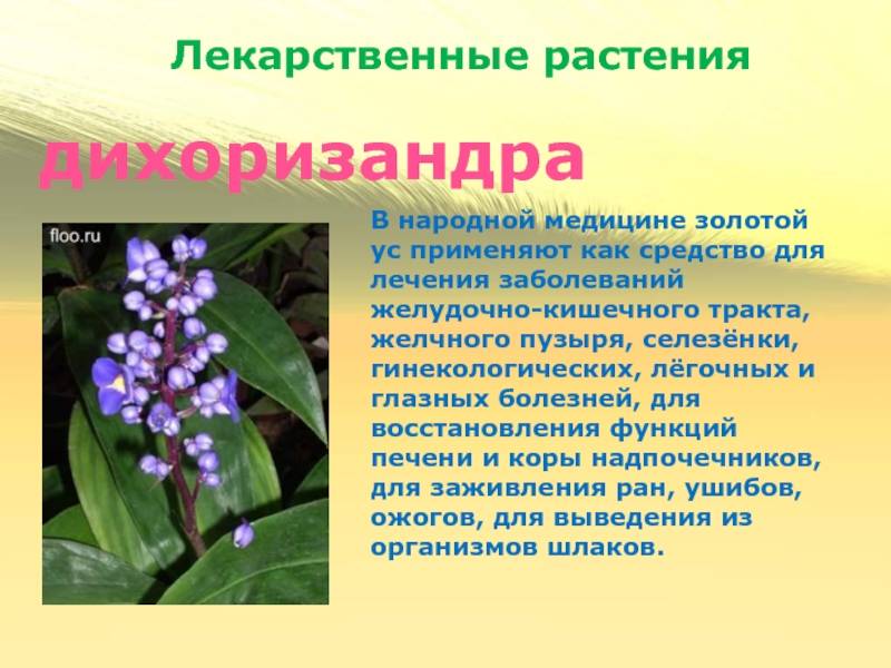 Многолетнее ампельное растение дихондра: фото, основные рекомендации по уходу и выращиванию вьюнкового растения