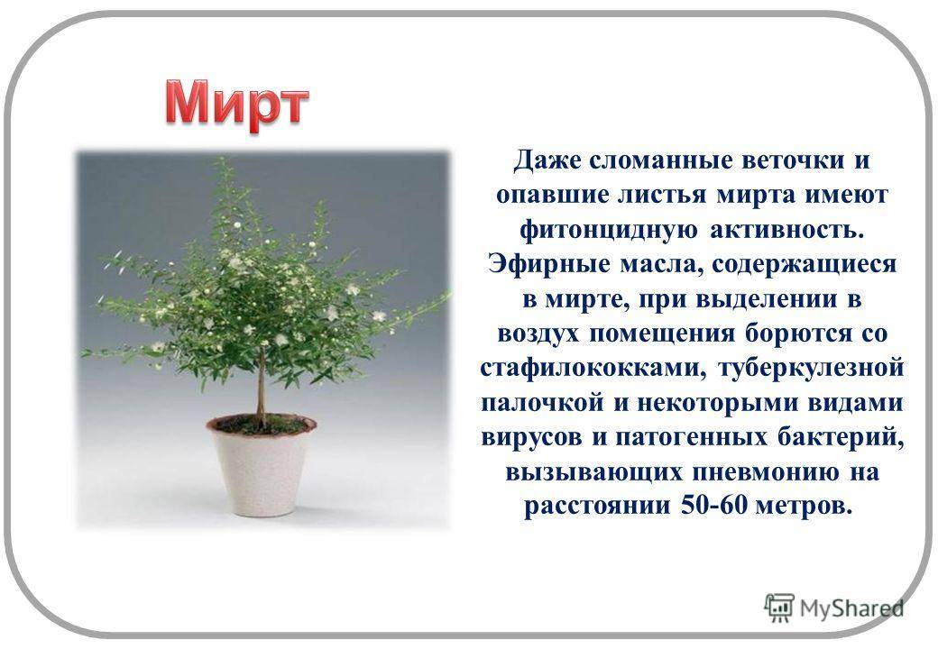 Цветок мирт: приметы и суеверия про миртовое дерево в доме, можно ли держать растение в квартире
