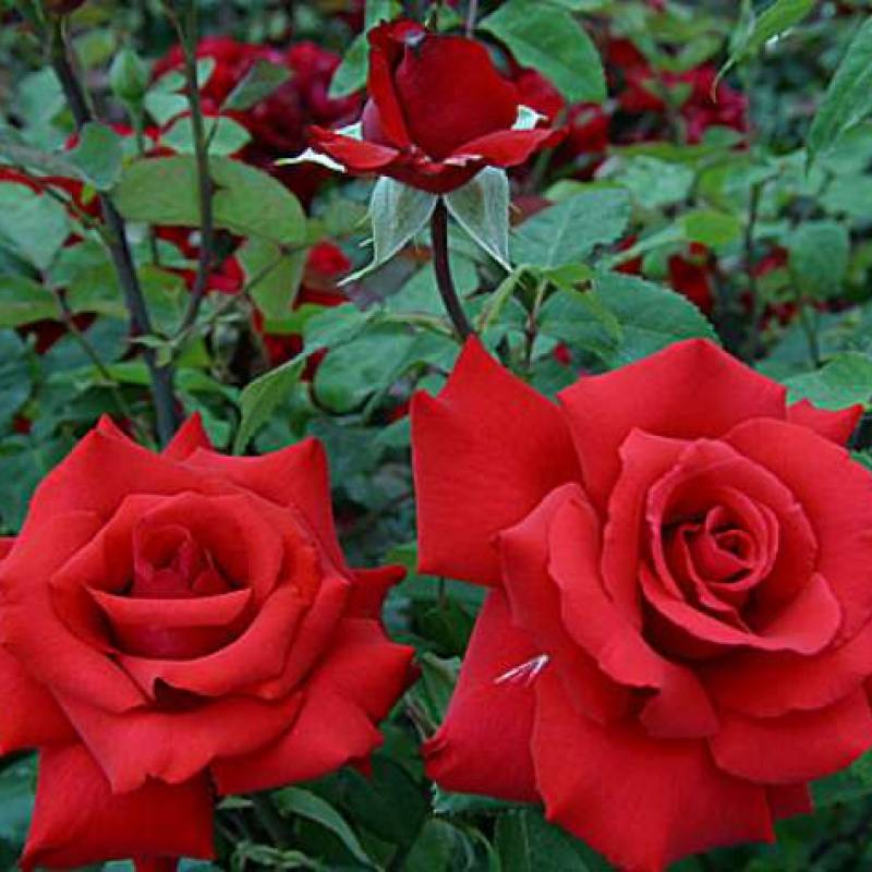 Роза гранд гала (grand gala): описание сорта, посадка и уход, разновидности, розовая, красная