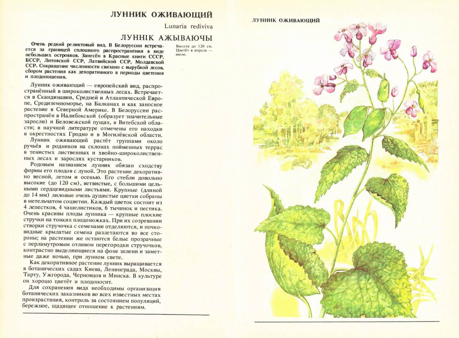 ᐉ цветок лунник: посадка и уход в открытом грунте, фото, выращивание из семян - roza-zanoza.ru