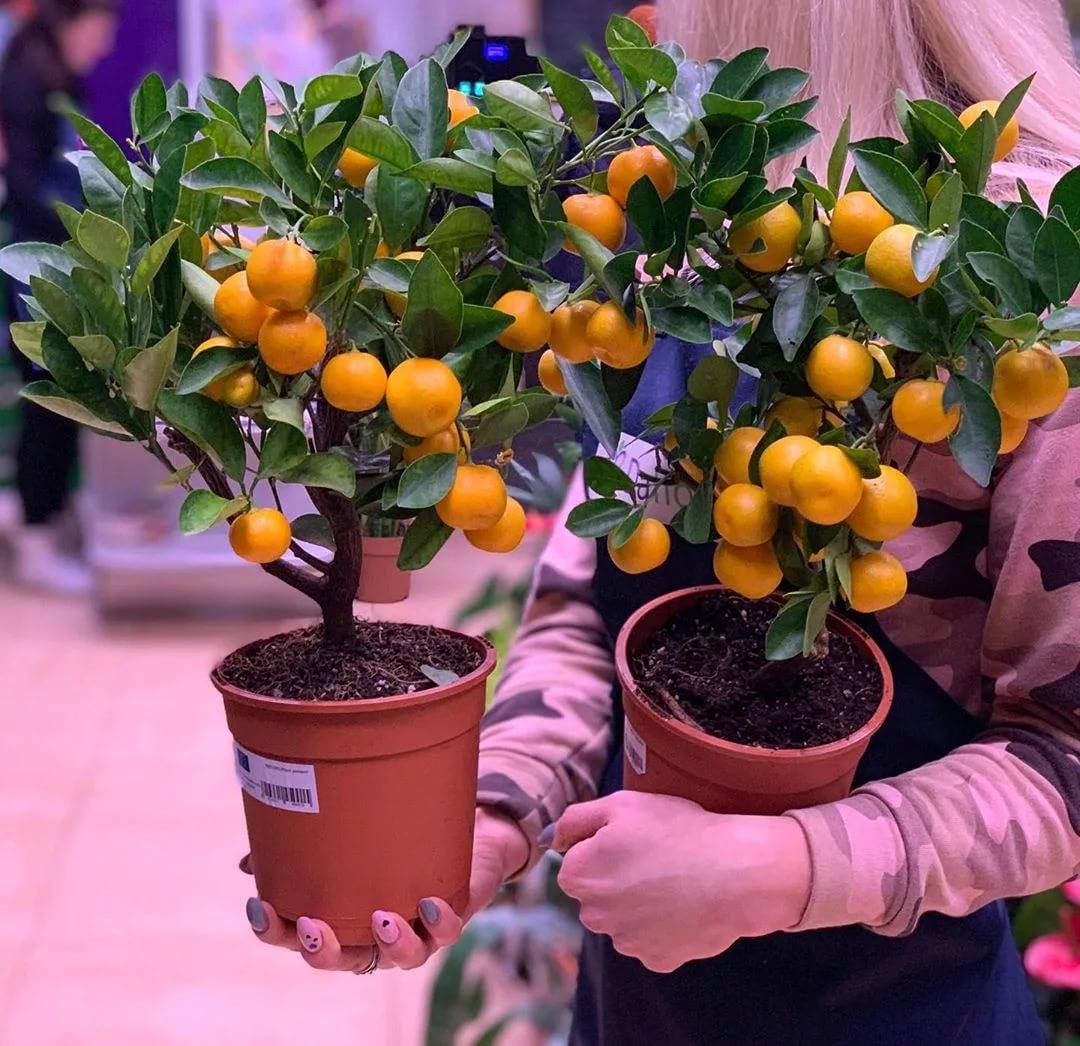 Дитя света и тепла — как вырастить апельсин из косточки в домашних условиях, как посадить, как привить, как ухаживать?