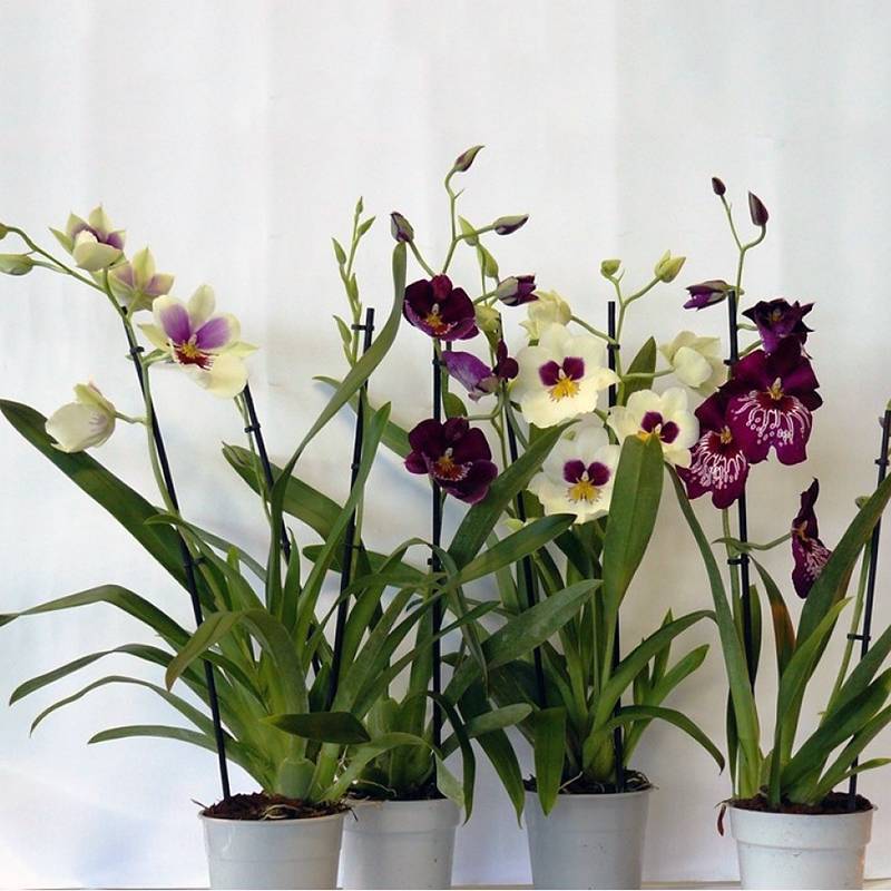 Мильтония: уход в домашних условиях. выращивание орхидеи, полив, размножение.