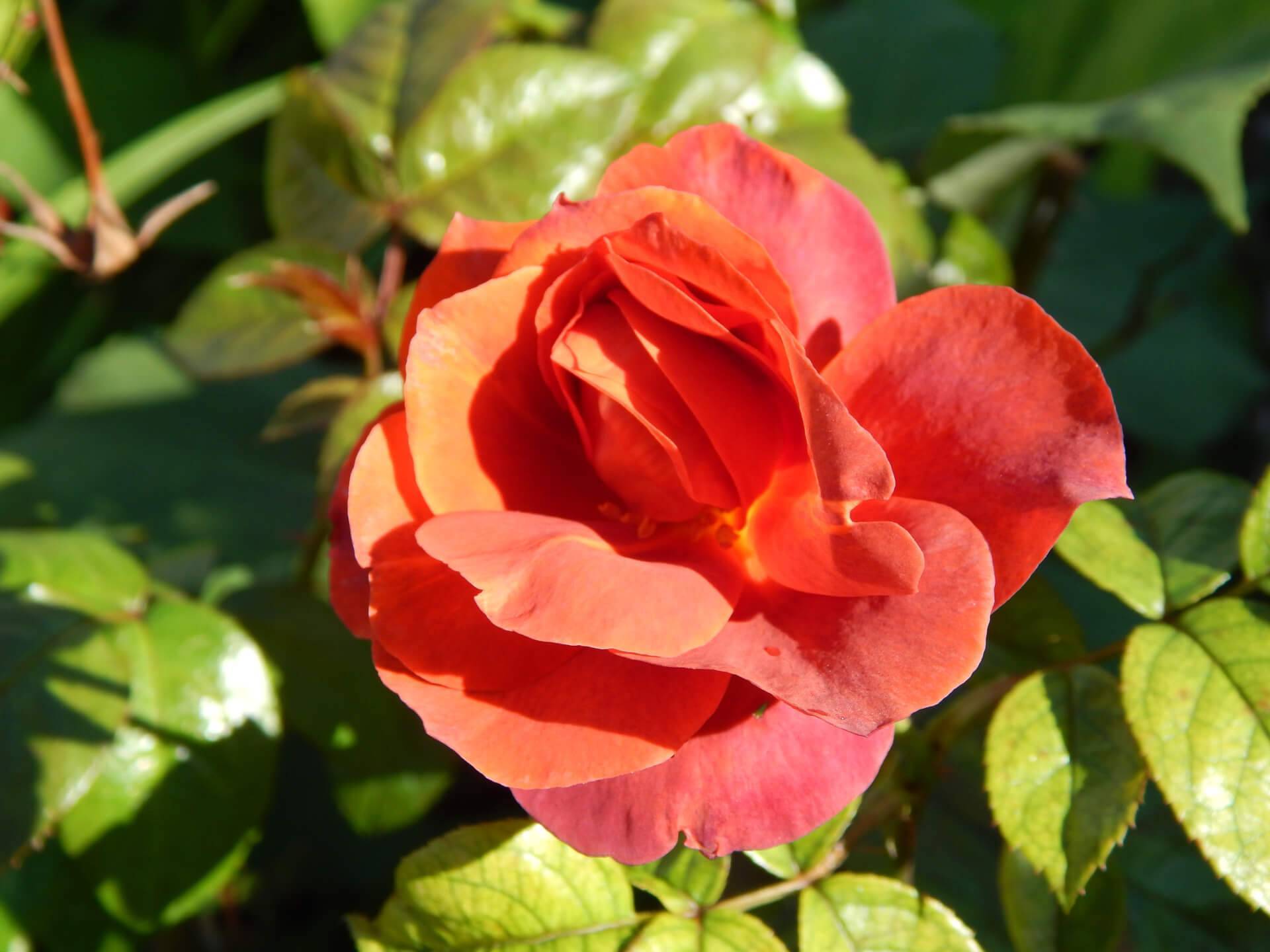 Роза флорибунда: топ 12 сортов, посадка и уход в открытом грунте для новичков