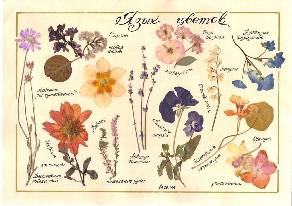 Цветы как древние символы - что символизируют растения?