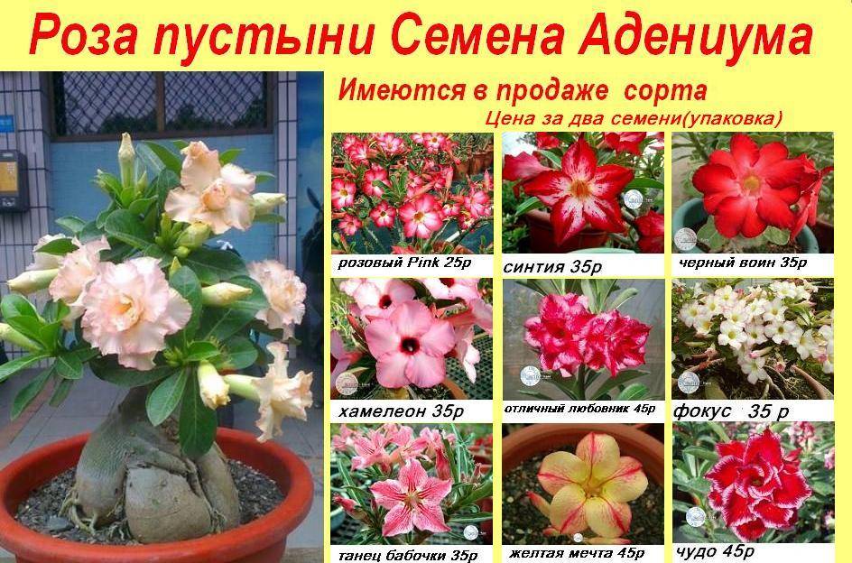 Адениум — роза пустыни. уход, выращивание, размножение, пересадка в домашних условиях. фото — ботаничка