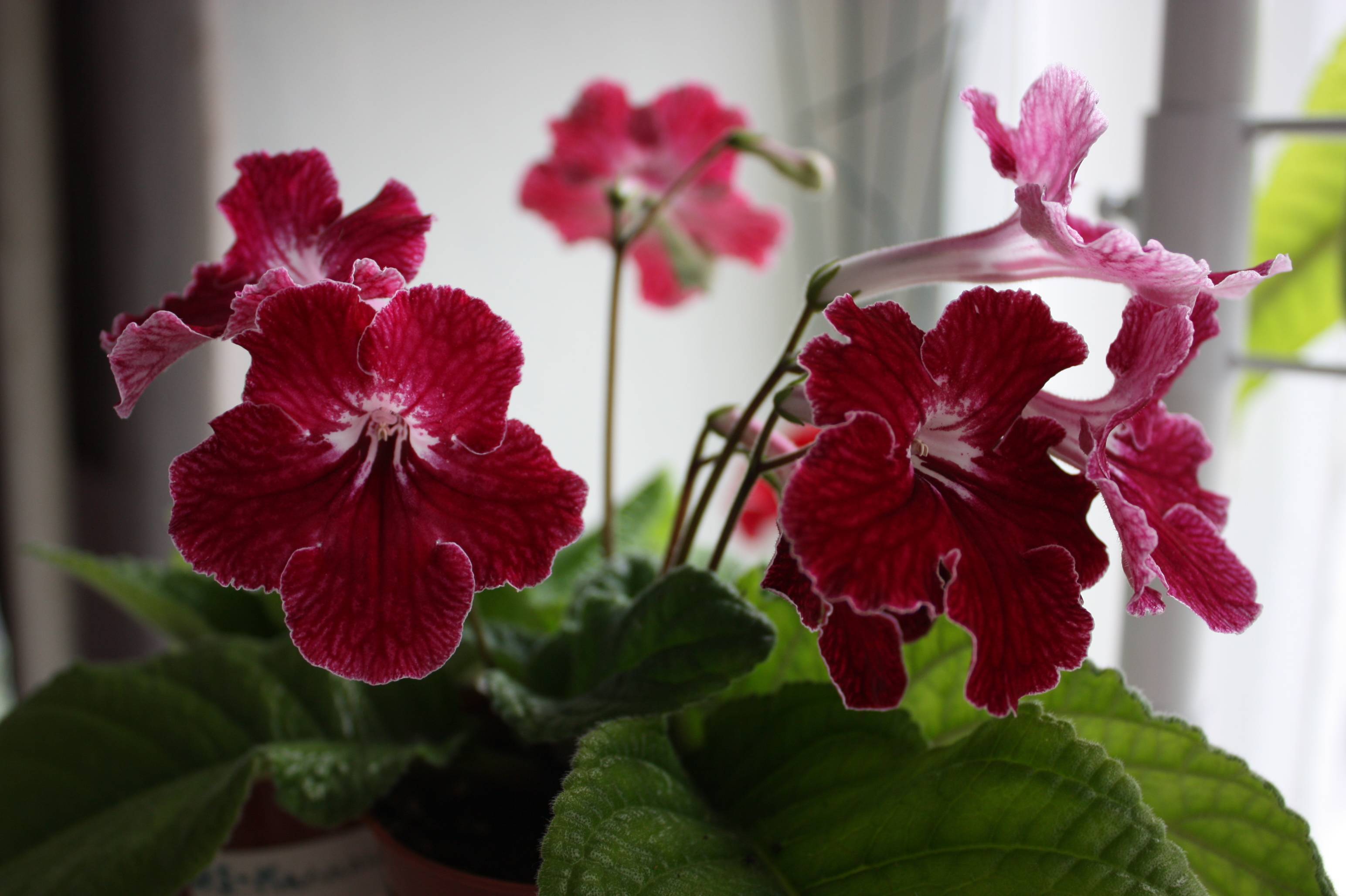 Стрептокарпусы: фото с названиями типов и сортов цветка, его размер и оптимальное размещение в квартире