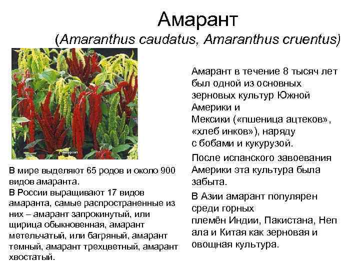 Цветок амарант: фото, виды, описание, разведение и особенности ухода - sadovnikam.ru