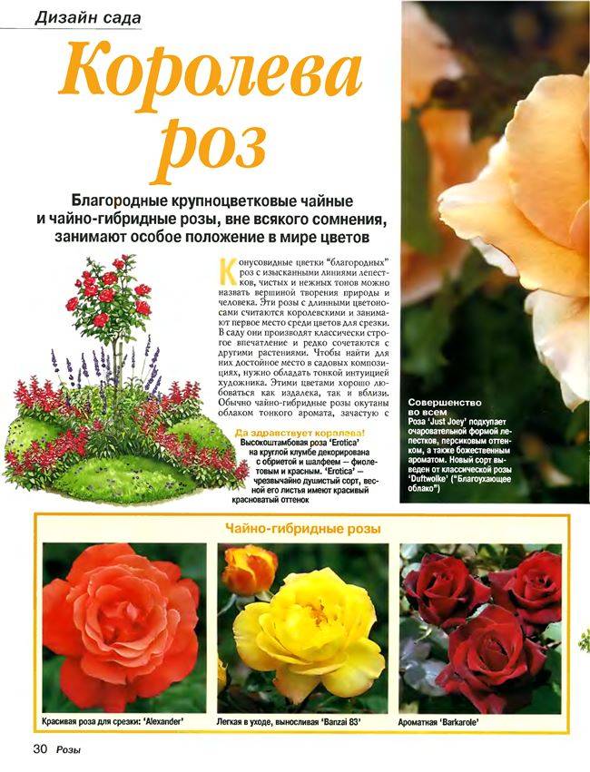 Сорт роз из семейства чайно-гибридных титаник: описание цветка, как выращивать