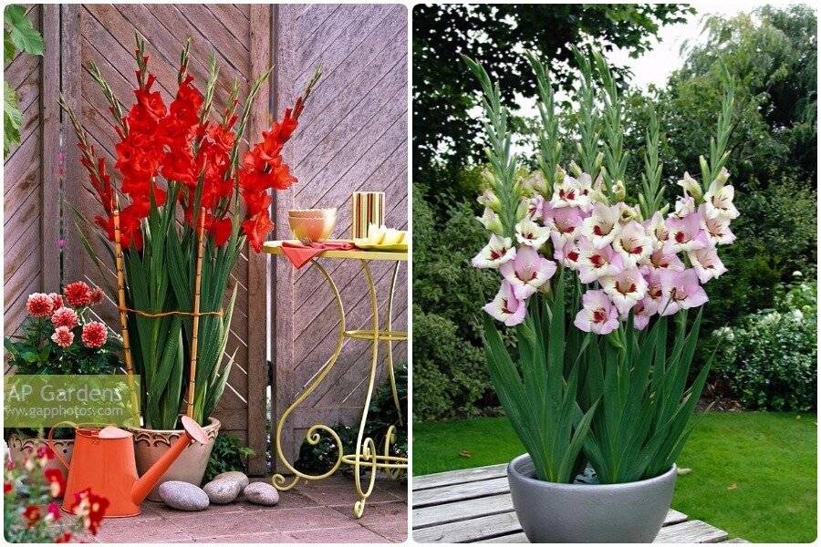 Гладиолусы в горшках: фото, посадка и уход за цветком на улице и дома, как вырастить на балконе