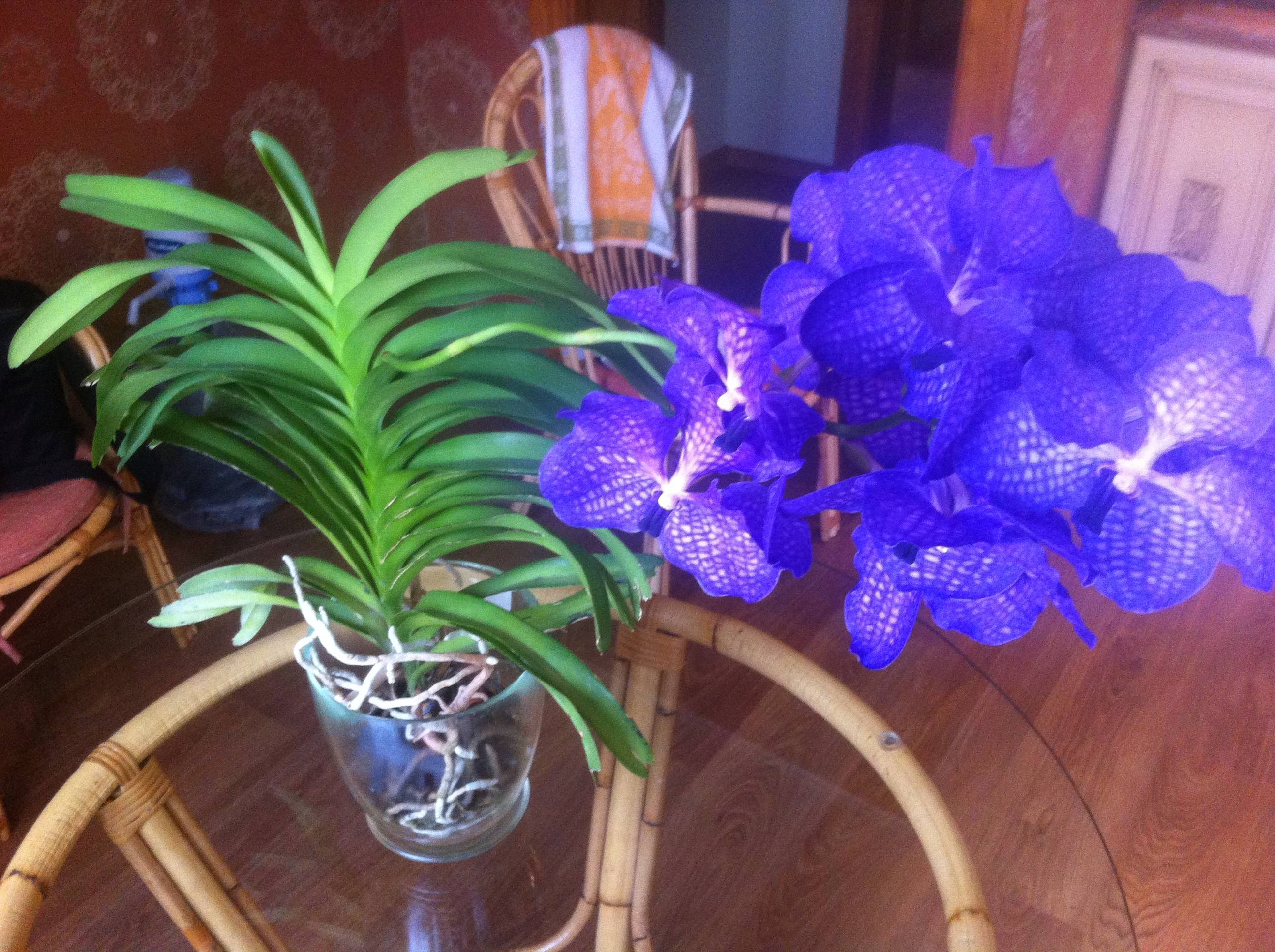 Королевская орхидея ванда: уход и выращивание в домашних условиях