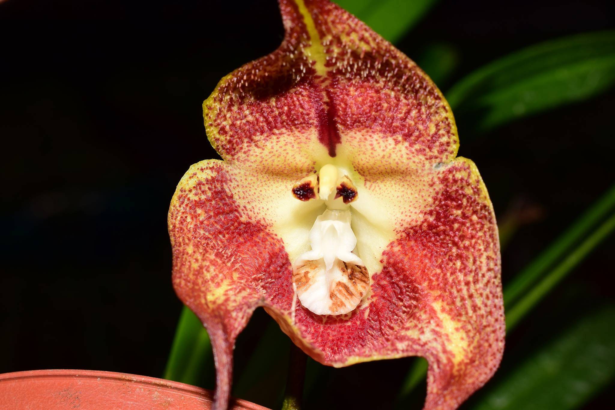 Забавные орхидеи обезьянья мордочка — описание и уход