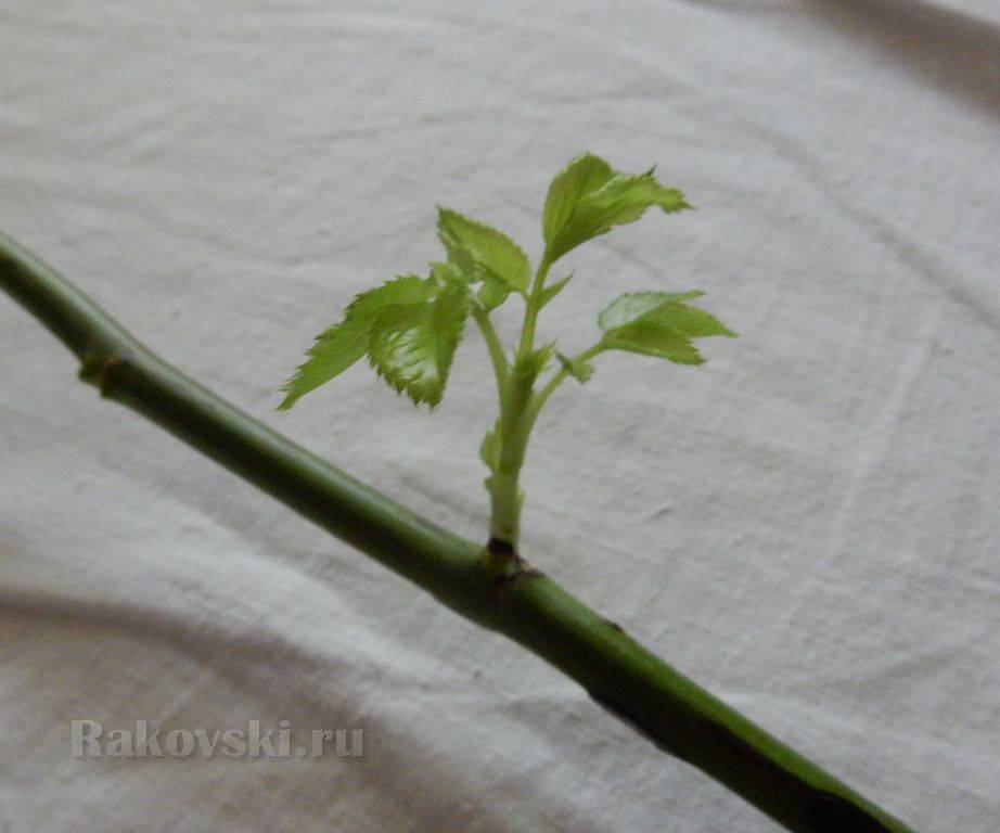 Роза дала росток в вазе: как посадить