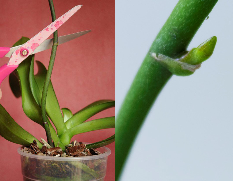 Почему орхидея сбрасывает цветки и бутоны? уход в домашних условиях. фото — ботаничка