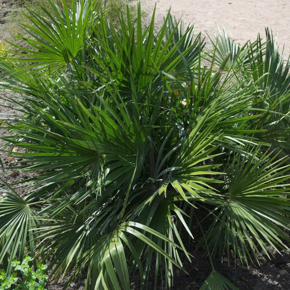 Пальма хамеропс приземистый: родина растения, уход в домашних условиях и правила выращивания из семян