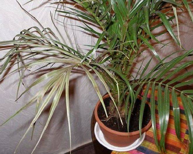 ✅ как правильно ухаживать за пальмой в домашних условиях - сад62.рф