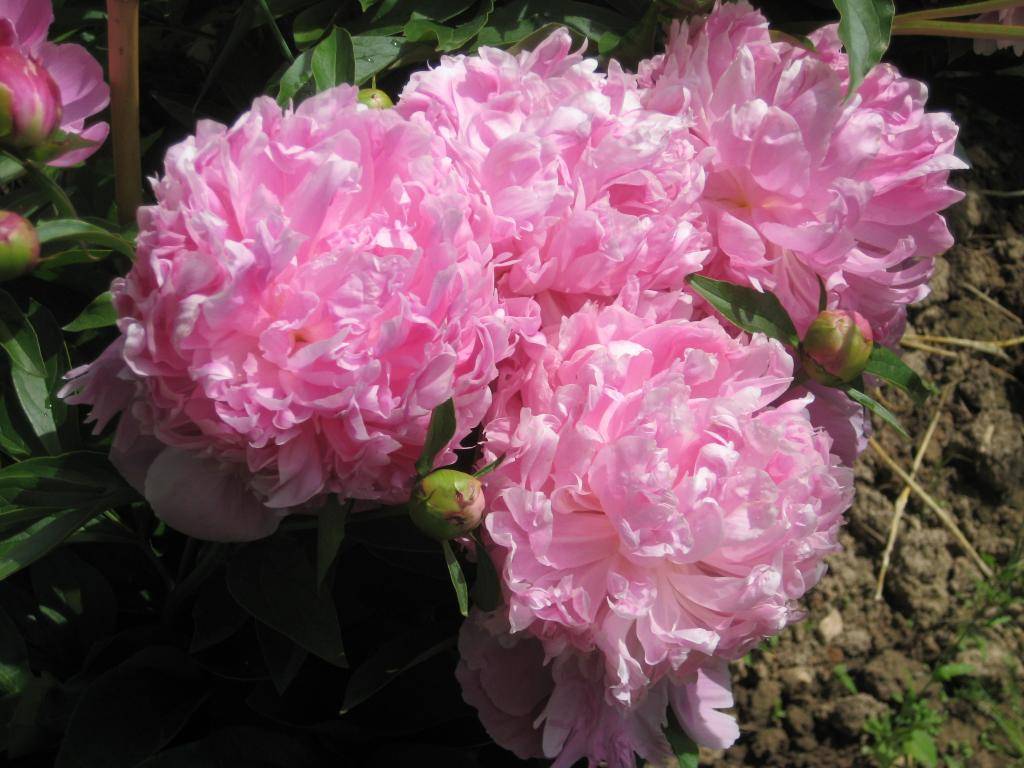 Пион розеа плена (rosea plena): описание, фото, посадка и уход
