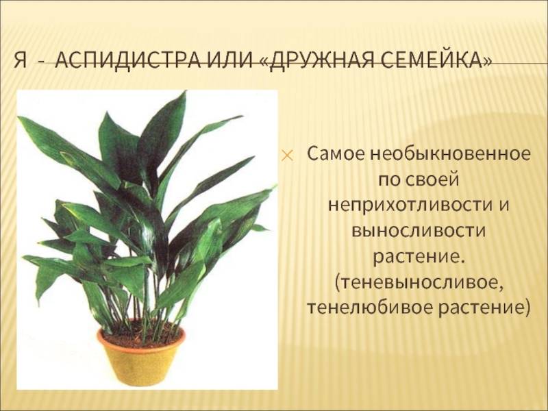 Цветок аспидистра или чугунное растение: 12 видов с фото