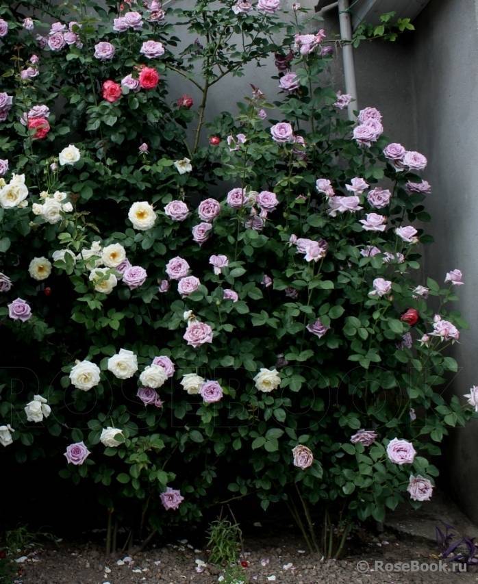 Плетистые розы - уход и выращивание: плетущиеся сорта цветущих весь сезон, посадка и уход, белая, розовая, красная, желтая полька, виды