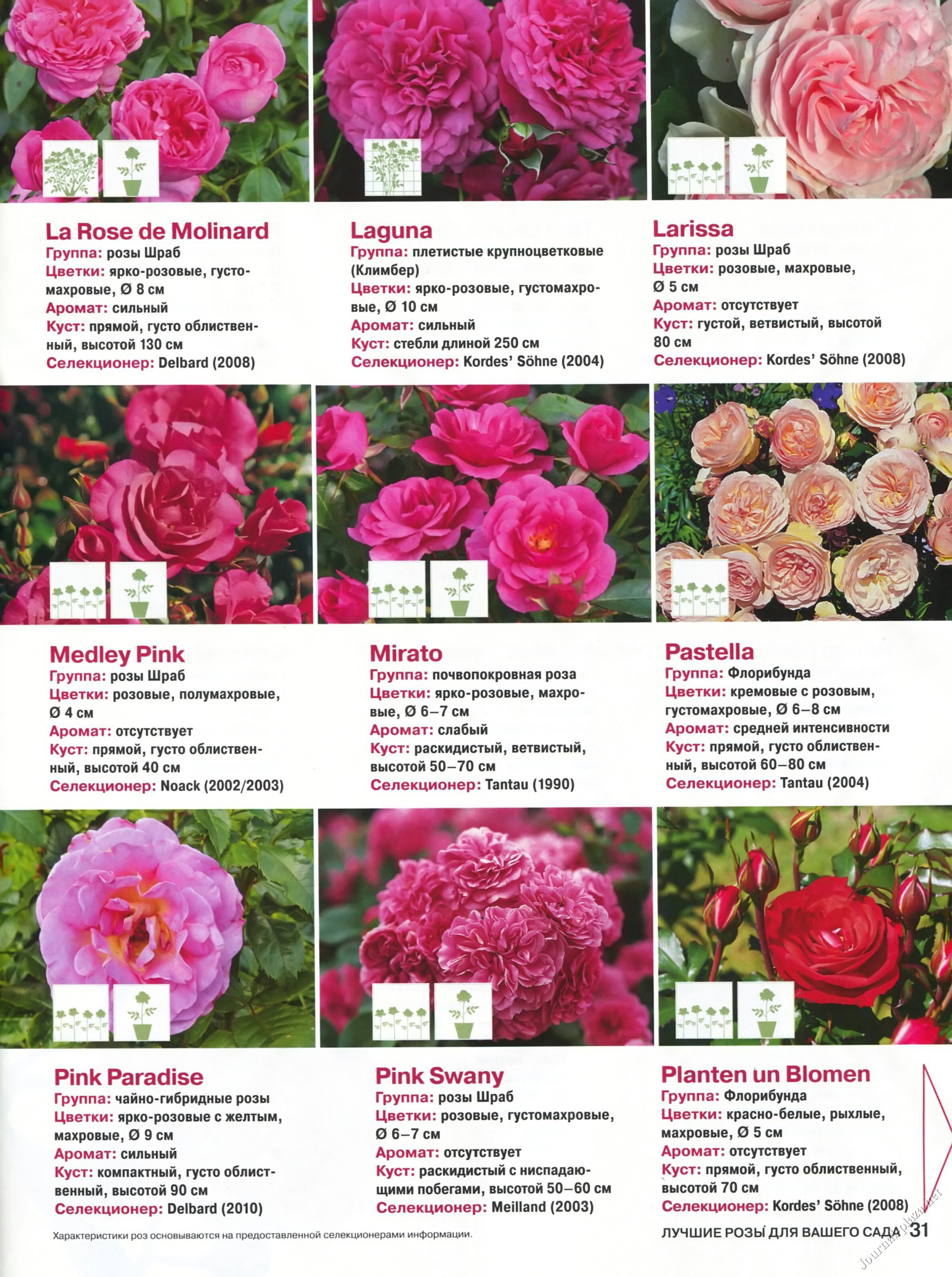 О сортах розы кордес: описание и характеристики, выращивание в подмосковье