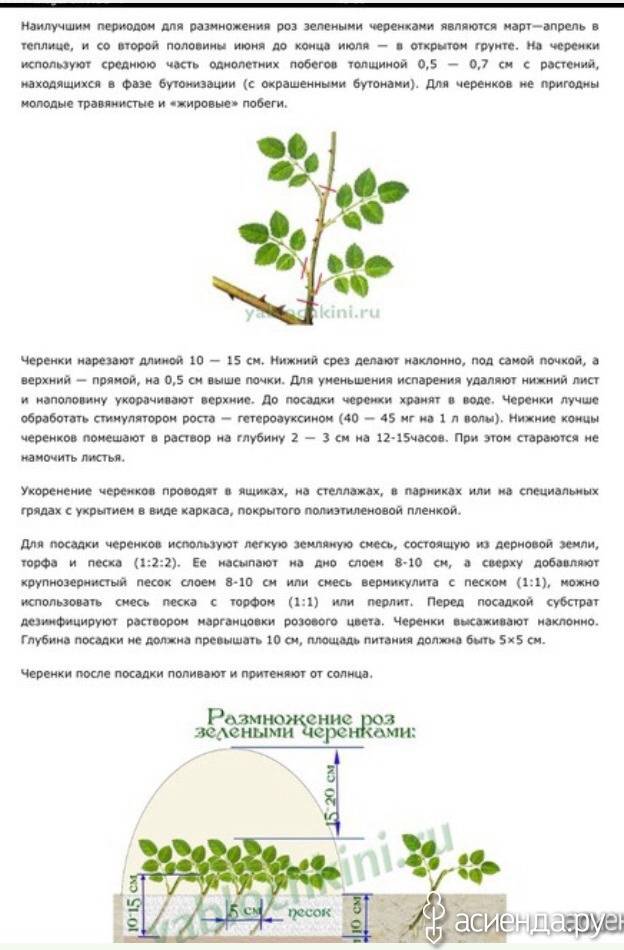 Как вырастить розу из букета на supersadovnik.ru
