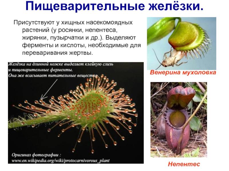 Растение-хищник: виды, фото. насекомоядные растения. плотоядные растения