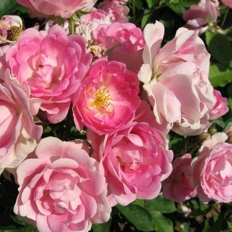 Вьющиеся розы: фото с описанием