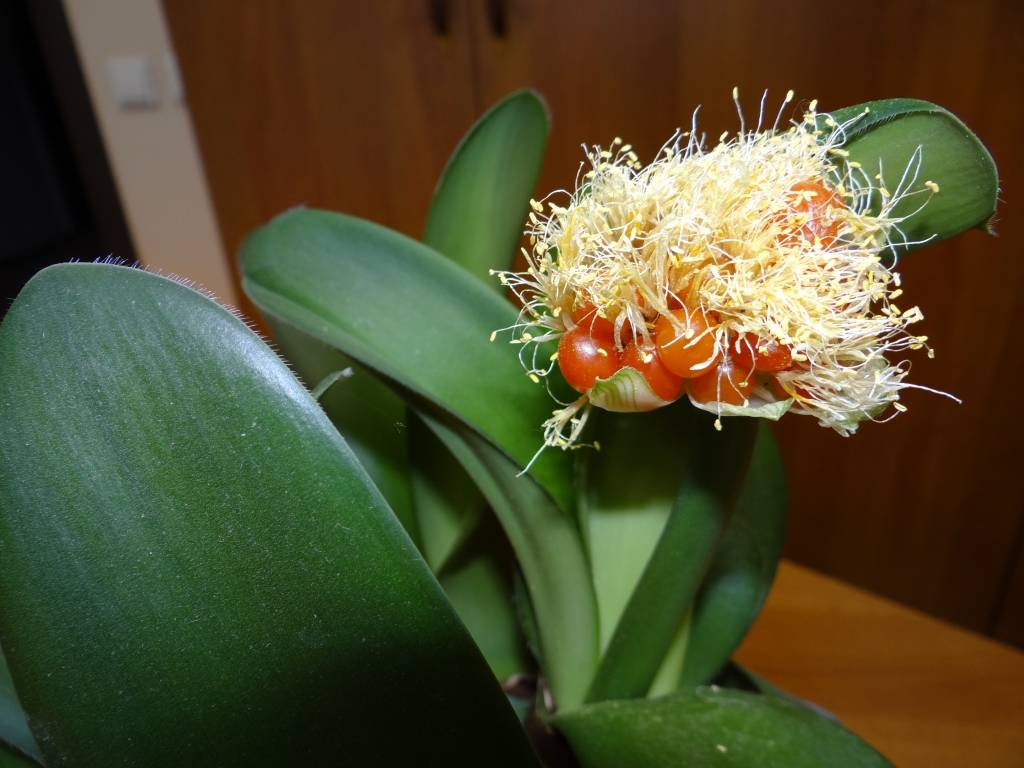 Цветок гемантус — уход в домашних условиях