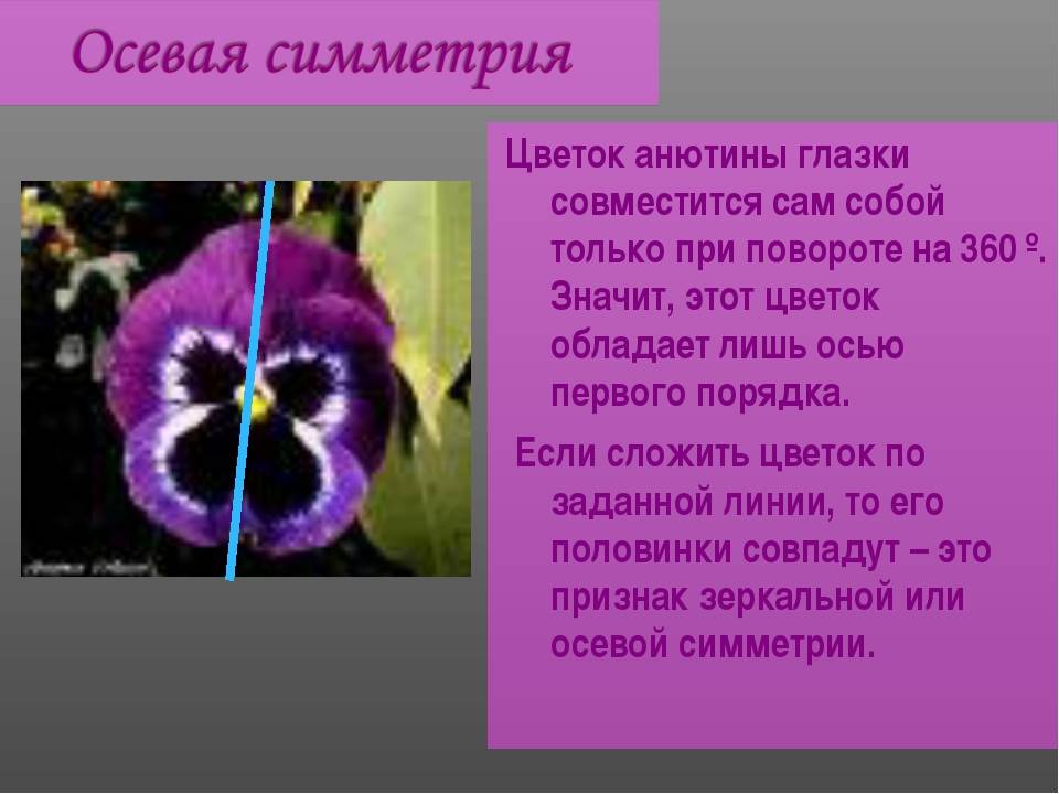 Цветок анютины глазки (фиалка): особенности, уход и размножение