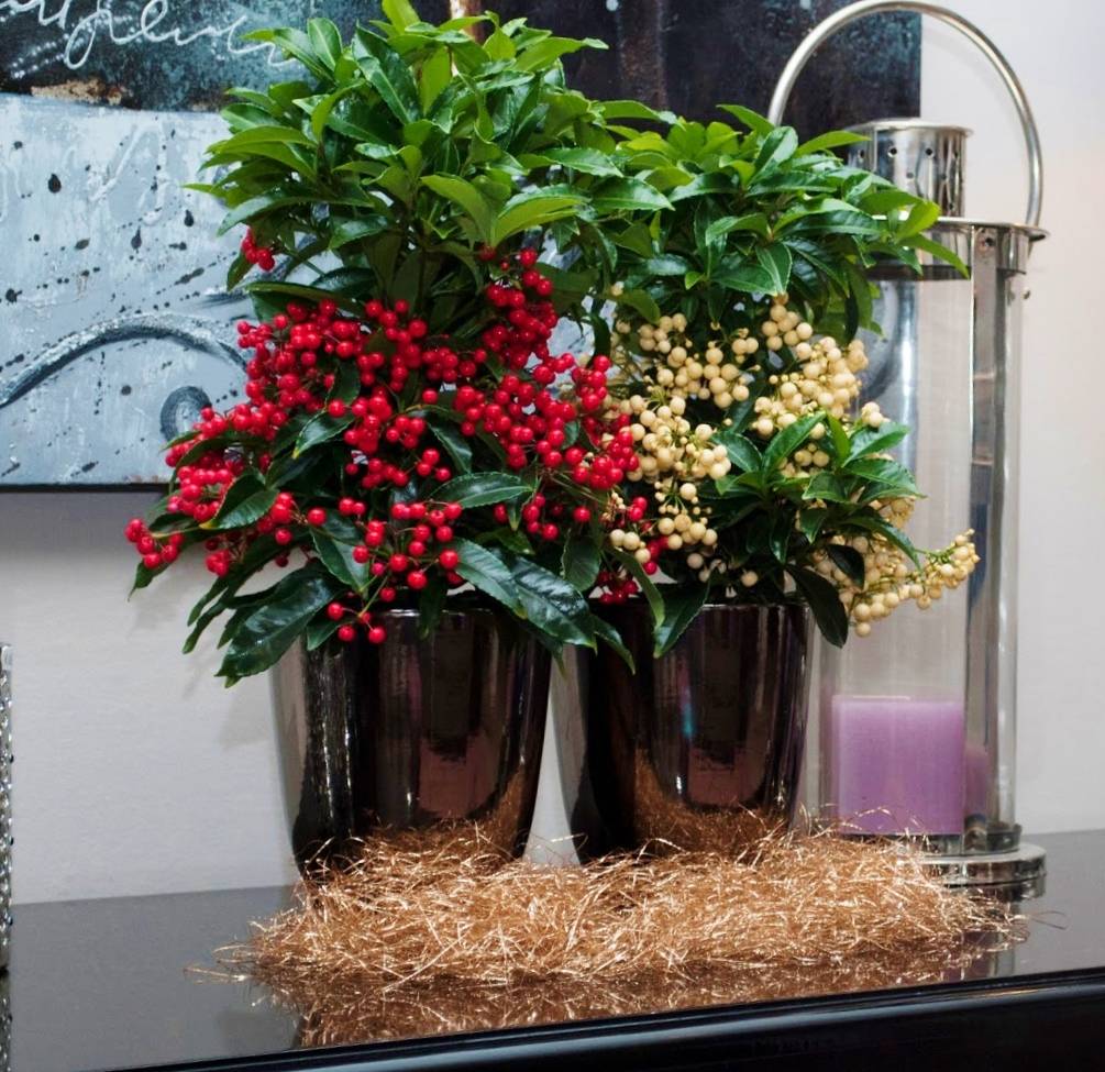 Ардизия: уход за растением в домашних условиях, фото цветка