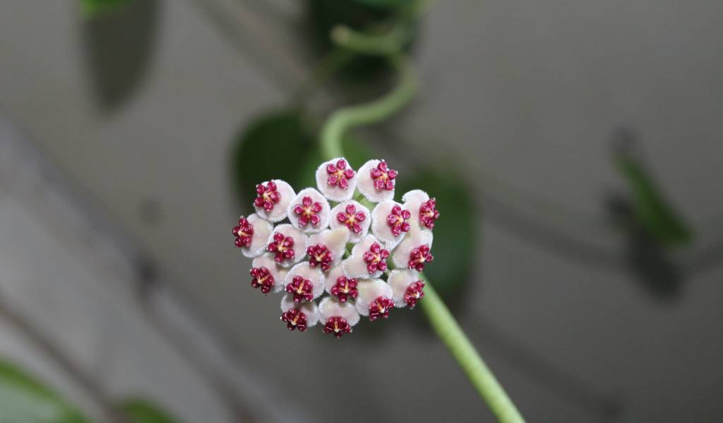Разновидности цветка хойя керри и особенности его цветения: размножение листками