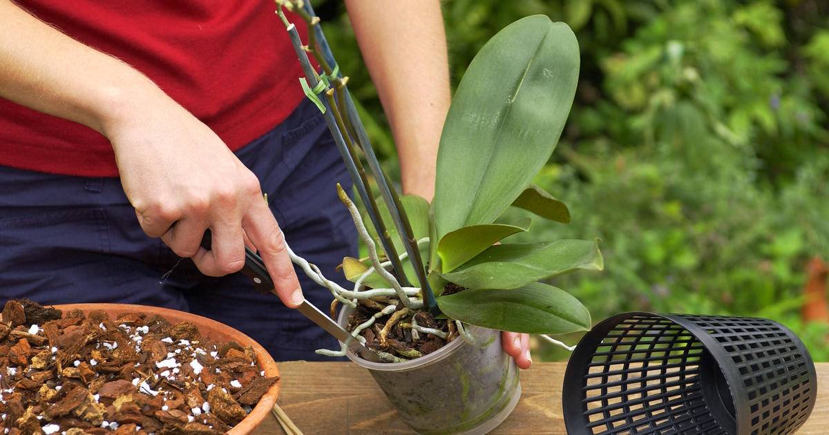 Орхидея фаленопсис: уход в домашних условиях, фото, пересадка
